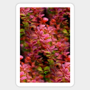 Pink Rocket Barberry Sticker